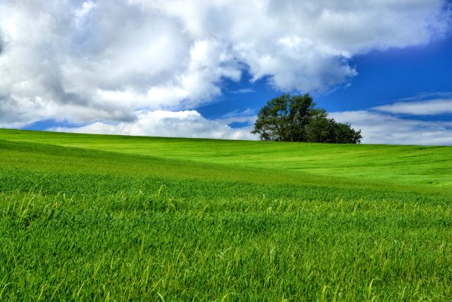 草原と青空と大きな白い雲の画像